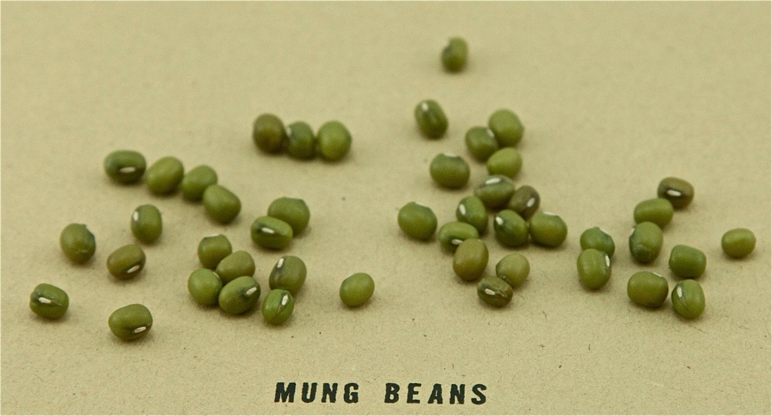bean, MUNG BEANS, CERTIFIED ORGANIC, 60 SEEDS!