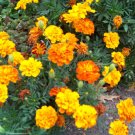 marigold, SPARKY MIX, french marigold, 335 seeds! marigold, SPARKY MIX, french marigold, 335 seeds!