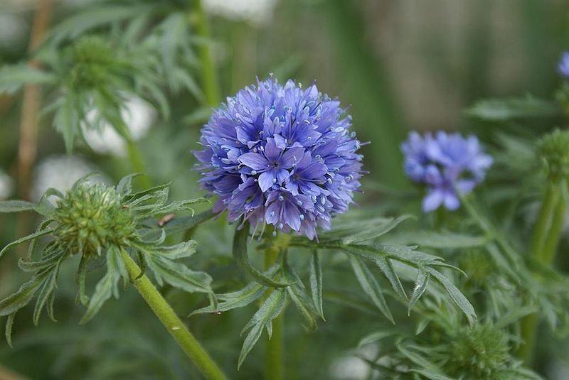 globe gilia, DROUGHT TOLERANT, blue flower, 1000 seeds!