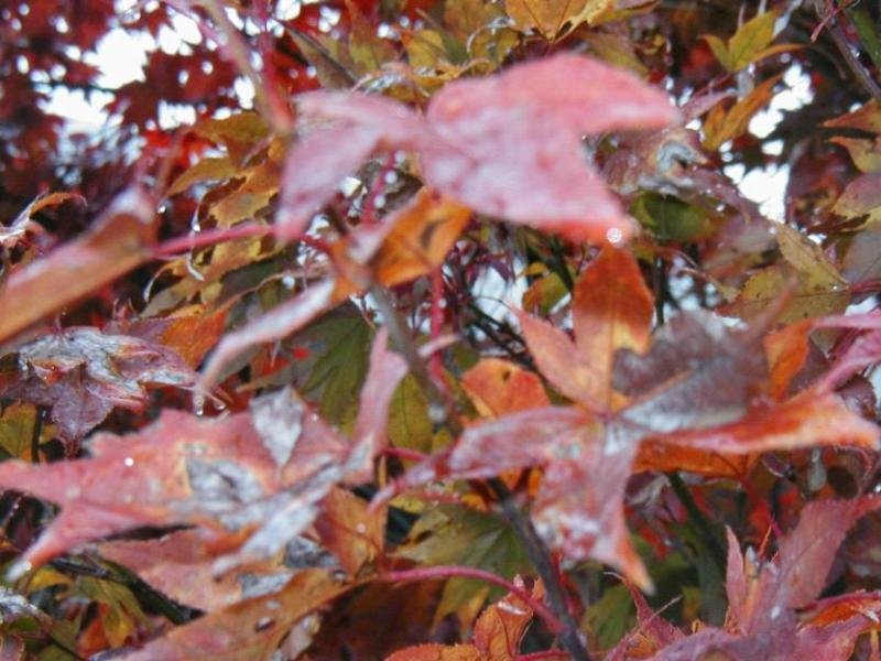 maple, RED JAPANESE, or bonsai tree, 100 SEEDS!
