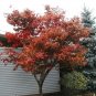 maple, RED JAPANESE, or bonsai tree, 100 SEEDS!