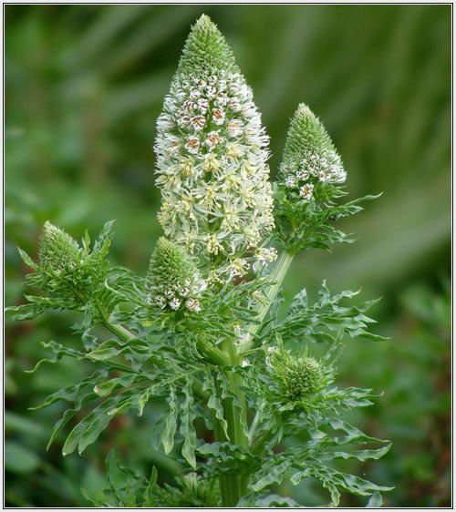 mignonette, SWEET MIGNONETTE reseda odorata 285