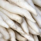 radish, JAPANESE MINOWASE white, GIANT 2 FEET LONG! daikan 50 seeds radish, JAPANESE MINOWASE white, GIANT 2 FEET LONG! daikan 50 seeds