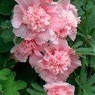 hollyhock, CHATERS DOUBLE MIX, chater's 35 SEEDS!