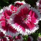 sweet william, BIENNIAL/PERENNIAL flower, 375 seeds!