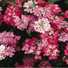 candytuft, PERENNIAL white pink FLOWER, 650 seeds! candytuft, PERENNIAL white pink FLOWER, 650 seeds!