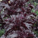 basil, PURPLE RUFFLES, dark purple BASIL, 290 seeds! basil, PURPLE RUFFLES, dark purple BASIL, 290 seeds!