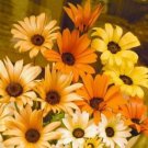 daisy, AFRICAN, LIKES SUN AND HEAT orange and yellow flowers, 195 seeds!