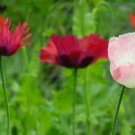 poppy, PEPPERBOX MIX flower, 85 seeds! poppy, PEPPERBOX MIX flower, 85 seeds!