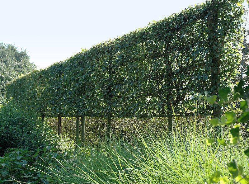 maple, HEDGE MAPLE TREE, living fence, 25 SEEDS!