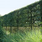 maple, HEDGE MAPLE TREE, living fence, 25 SEEDS! maple, HEDGE MAPLE TREE, living fence, 25 SEEDS!