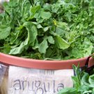 arugula, ROQUETTE, salad greens, 1465 SEEDS!