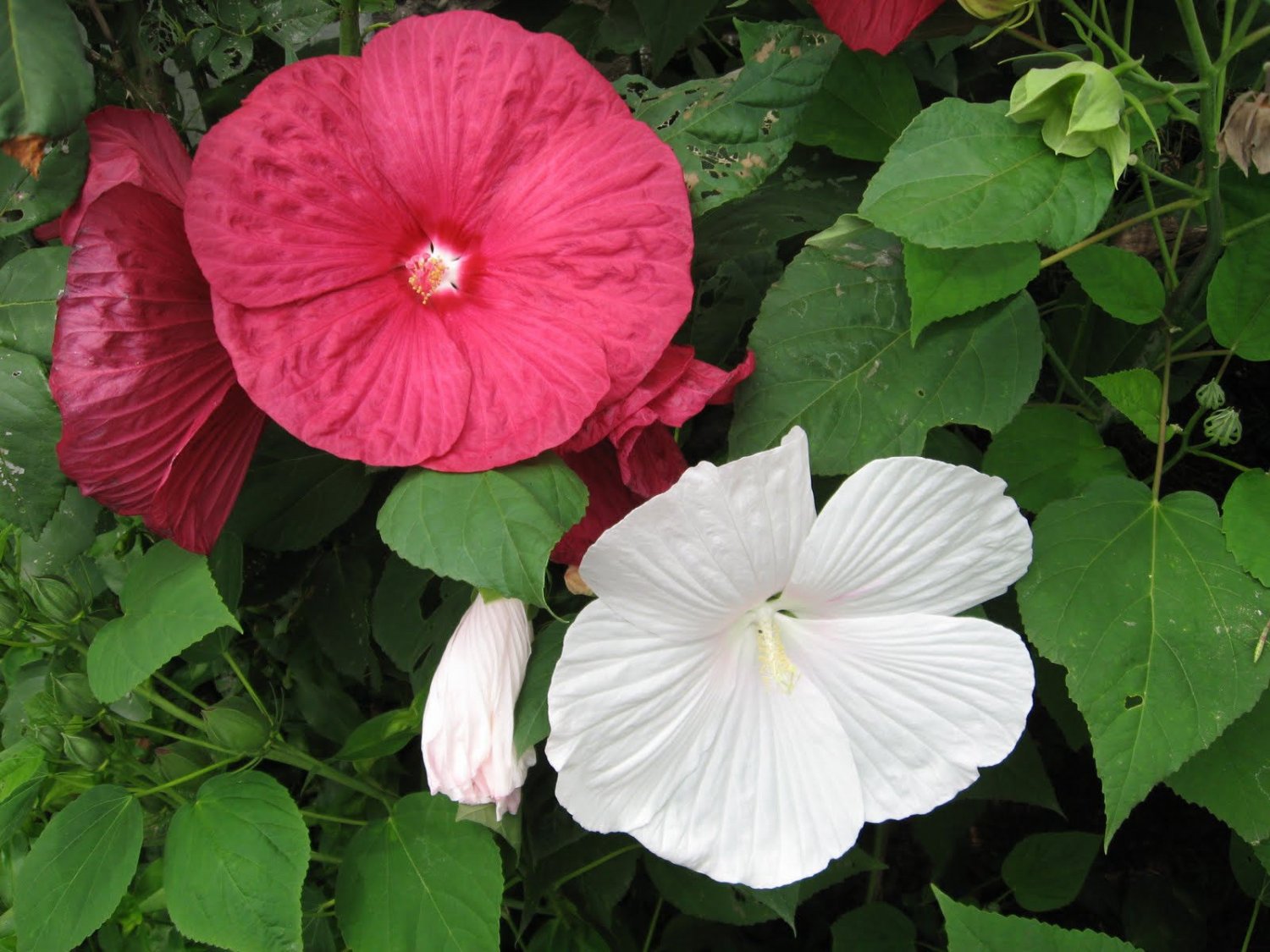 rose mallow, HEAVY BLOOMER, red pink white flower, 70 seeds!