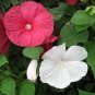 rose mallow, HEAVY BLOOMER, red pink white flower, 70 seeds!