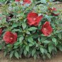 rose mallow, HEAVY BLOOMER, red pink white flower, 70 seeds!