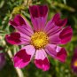 cosmos, SEA SHELLS, seashells, shell, 150 SEEDS!