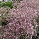 baby's breath, PINK baby babys babies annual flower, 100
