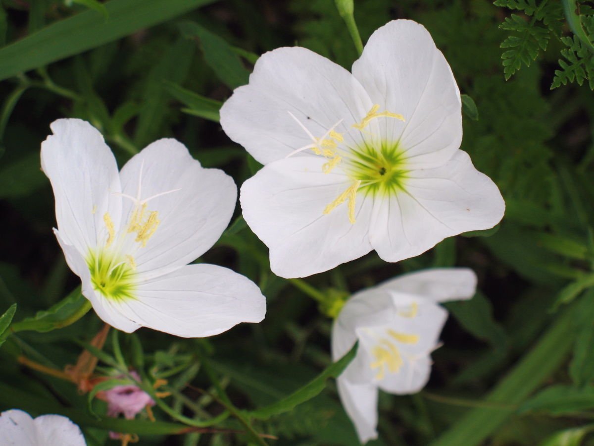 primrose, WHITE FLOWER evening, RARE PERENNIAL 575 seeds