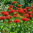 maltese cross, LYCHNIS CHALCEDONICA, red flower, 1600 seeds! US USA maltese cross, LYCHNIS CHALCEDONICA, red flower, 1600 seeds! US USA