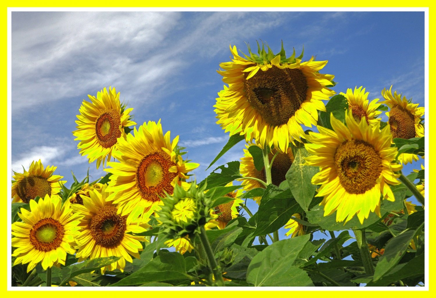 sunflower, TALL, attracts BLUE JAYS, yellow flower, 33 SEEDS!