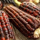 corn, BLOODY BUTCHER, heirloom, 35 SEEDS!