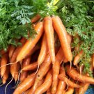 carrot, IMPERATOR, 7 TO 9" LONG, 205 SEEDS! carrot, IMPERATOR, 7 TO 9" LONG, 205 SEEDS!