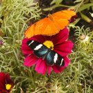 cosmos, DAZZLER RED flower COSMOS, 280 SEEDS! cosmos, DAZZLER RED flower COSMOS, 280 SEEDS!