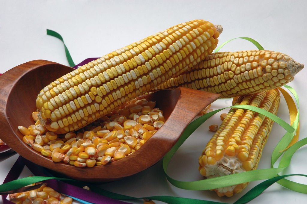 corn, REID'S YELLOW DENT cornmeal, 23 SEEDS!