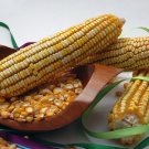 corn, REID'S YELLOW DENT cornmeal, 23 SEEDS!