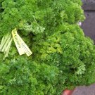 parsley, CURLED/CURLY PARSLEY, culinary herb, 150 seeds!