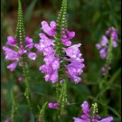 obedient plant, LION'S HEART, pink flower, 10 SEEDS! obedient plant, LION'S HEART, pink flower, 10 SEEDS!
