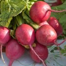Details about radish, COMET RED white inside, EARLY variety, 25 DAYS, 78 seeds Details about radish, COMET RED white inside, EARLY variety, 25 DAYS, 78 seeds