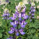lupine, ANNUAL, arroyo, QUICK COLOR, blue flower, 165 seeds!