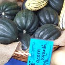 squash, ACORN, TABLE QUEEN, garden vegetable, 15 seeds! squash, ACORN, TABLE QUEEN, garden vegetable, 15 seeds!