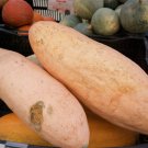 squash, BANANA pink, HEIRLOOM 20 SEEDS!
