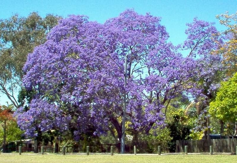 jacaranda, JACARANDA MIMOSIFOLIA, blue flowering TREE, 10 seeds!