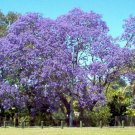jacaranda, JACARANDA MIMOSIFOLIA, blue flowering TREE, 10 seeds!