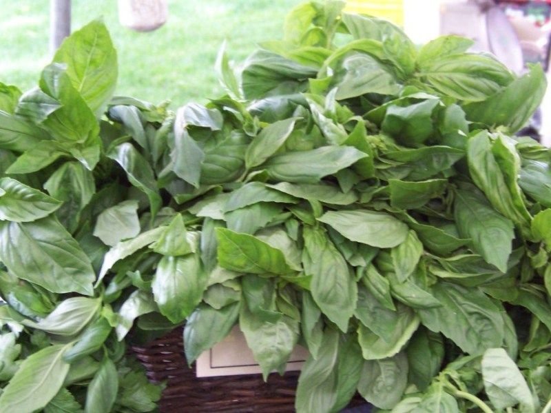 basil, LEMON SCENTED, aromatic herb, 950 SEEDS!
