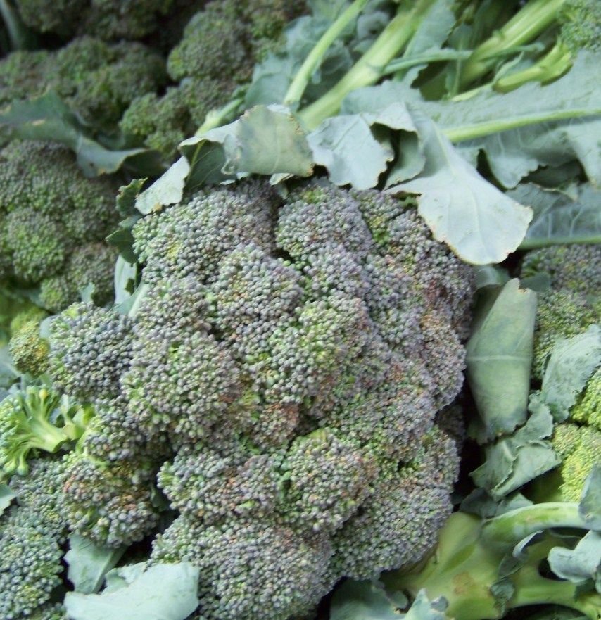 broccoli, WALTHAM BROCCOLI, 180 seeds!