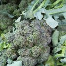 broccoli, WALTHAM BROCCOLI, 180 seeds!