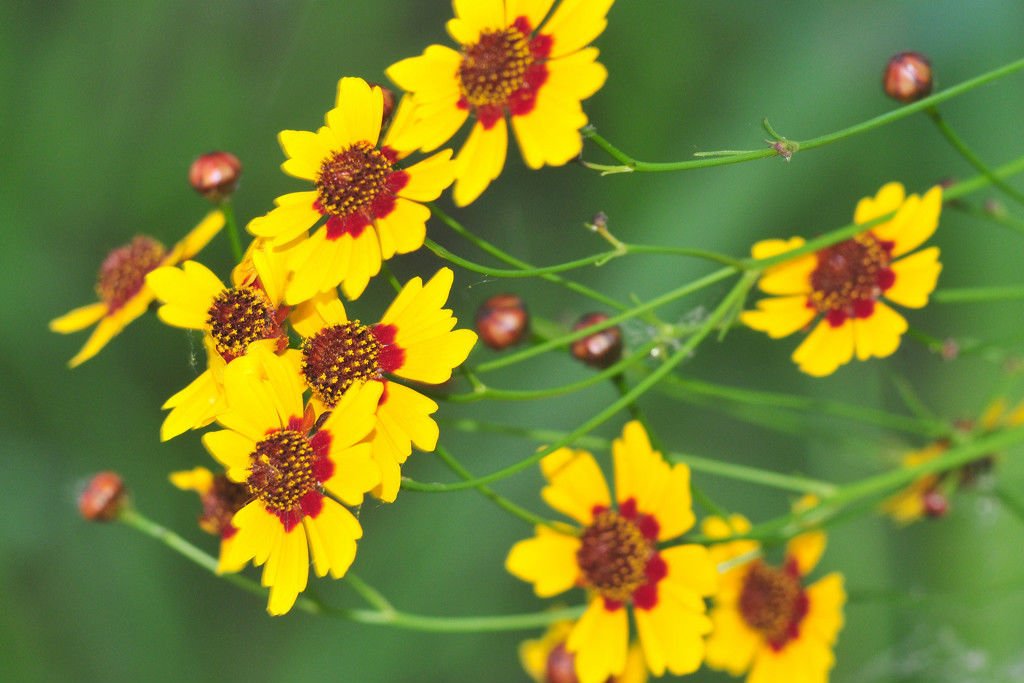 coreopsis, PLAINS, nice cut flower, YELLOW, 2200 seeds!