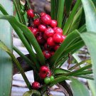 palm, PALM LILY tree, BRIGHT RED BERRIES, 20 seeds!