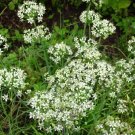 chives, GARLIC CHIVES, HEIRLOOM, 150 seeds!