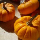 pumpkin, JACK BE LITTLE mini, 10 seeds! pumpkin, JACK BE LITTLE mini, 10 seeds!
