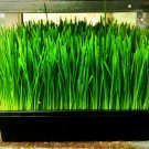wheatgrass, WHEAT/CAT GRASS, sprouts, 240 seeds! wheatgrass, WHEAT/CAT GRASS, sprouts, 240 seeds!