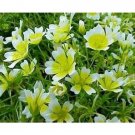 poached egg plant, MEADOW FOAM, limmanthus douglasii, 30, SEEDS!