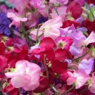 sweet pea, ROYAL MIX, FRAGRANT, 15 SEEDS! sweet pea, ROYAL MIX, FRAGRANT, 15 SEEDS!