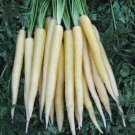 carrot, LUNAR WHITE, 150 seeds!