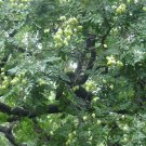 pagoda, JAPANESE PAGODA  flowering TREE 10 seeds!