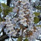 empress tree, ROYAL EMPRESS POULOWNIA, 80 Seeds!